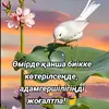 user6336335087385