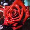 rose.family74