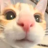 ist.ngochan_cutii