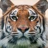 tigre7867
