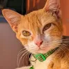 neko.hammy