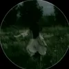 daopho_512