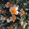 nilar_12