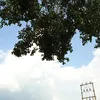 trn.linh3387