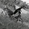 uwesmanganorong