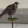 abdulrhman.522