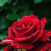 pramila.kushwaha66