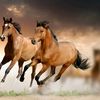 ayman.alsadone7