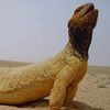 alanazi_06