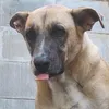 cavaleiro_do_matagal