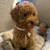 NalaThePoodle