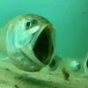 fish9568