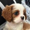 rosethecavalier