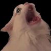 sillybird00