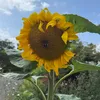 stubbsjade11