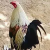 larencefebreo813