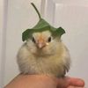 pollo_6781