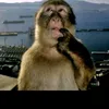 bomaylanhatok15