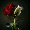 user820245663695