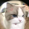 .vanduc06