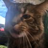 cats.cool4