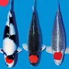 tri.c.koi.body.tu
