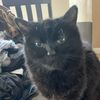 catus602