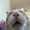catmemezoo
