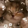 catmeoconmimio1