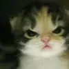danielpencintakucing