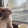 pocomickylittlekitty