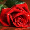 user5886008018024