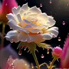 sumi_runa