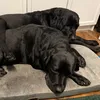 bloomingblacklab
