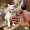 Henry cat rescue