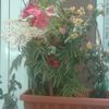 user79020187592095
