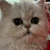 yuvacat