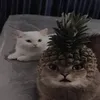 siemaplez