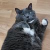 waltercdn