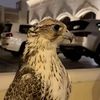 sleeb8