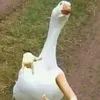 patonesson