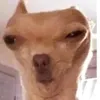 _jessiwessi_