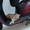 leopoldo.polo3