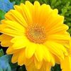 amoula9935
