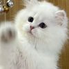 Kittenbaby