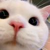 srii_116