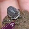isopod.land