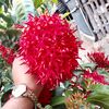RABBIR ISLAM