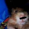 hamler4