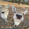 DeerTok